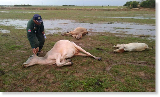 Click to enlarge A police officer visits the paddy field where three cows were killed by lightning in Muk Pen village, Muk Pen commune, Puok district in Siem Reap province.