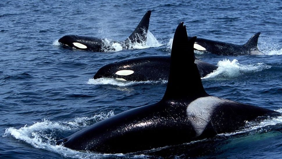 orcas
