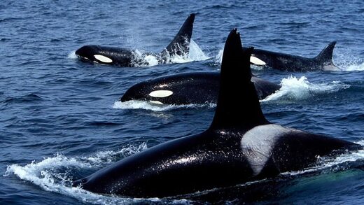 Click to enlarge orcas