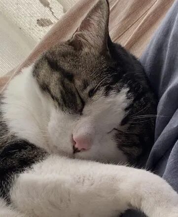 Click to enlarge Ichi the cat