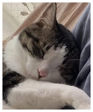 Ichi the cat