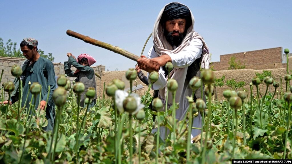 Click to enlarge Taliban opium