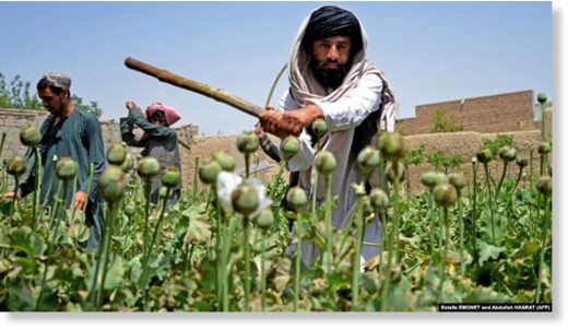 Taliban opium