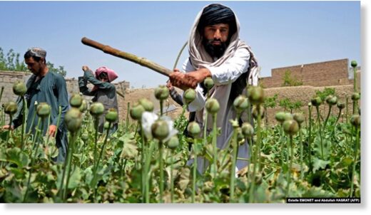 Click to enlarge Taliban opium