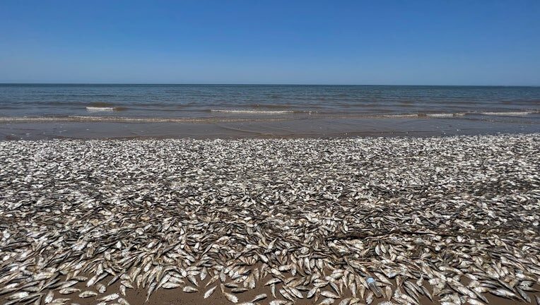 fish at Quintana Beach County Park