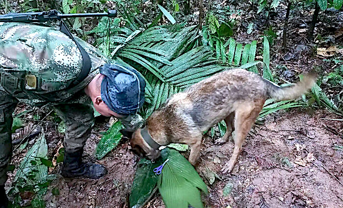 Click to enlarge rescue dog