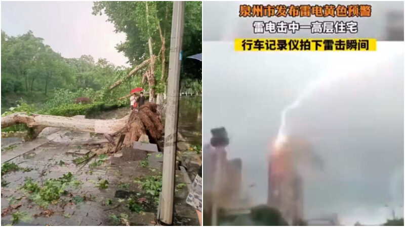 Click to enlarge Left picture: On June 10, 2023, a big tree in Nanjing was uprooted by a strong wind. Right: On June 9th, a high-rise residential building in Quanzhou was struck by lightning.