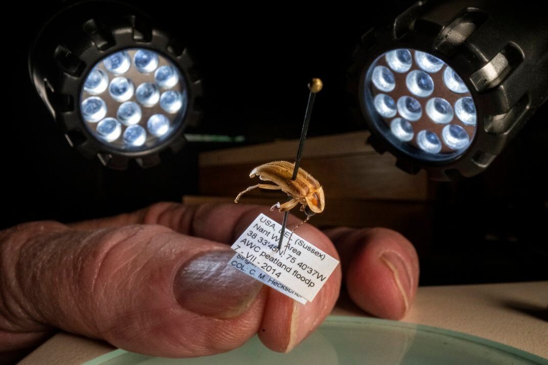 Photuris mysticalampas firefly fireflies