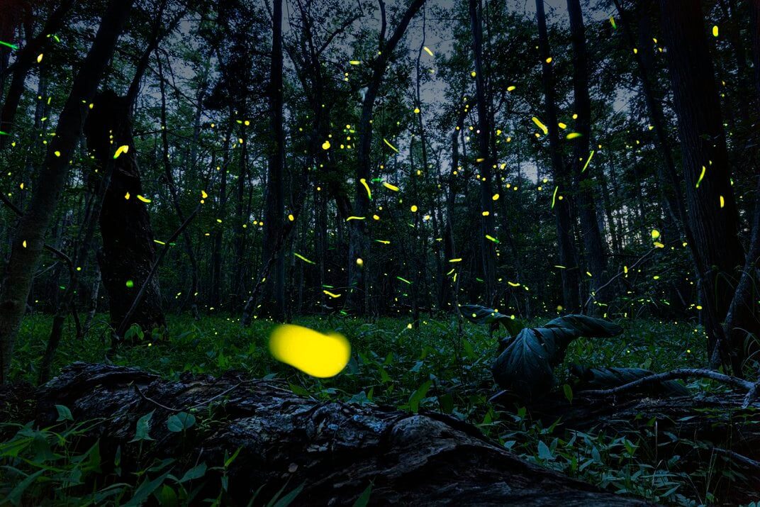 fireflies