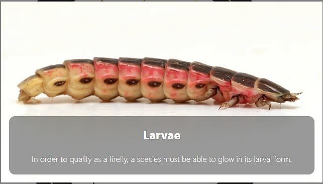 firefly larvae