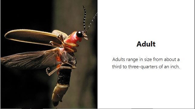 adult firefly