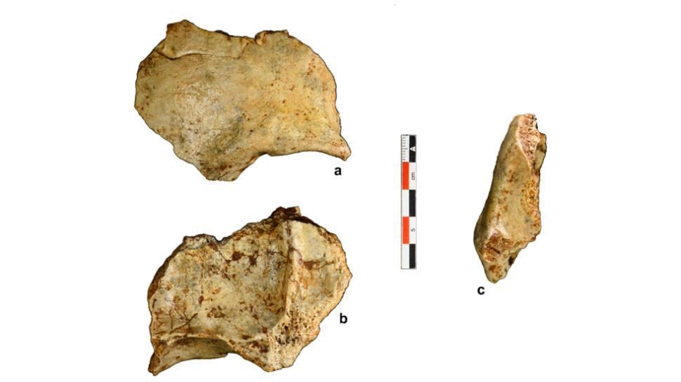 Skull fragment from Tam Pà Ling in Laos