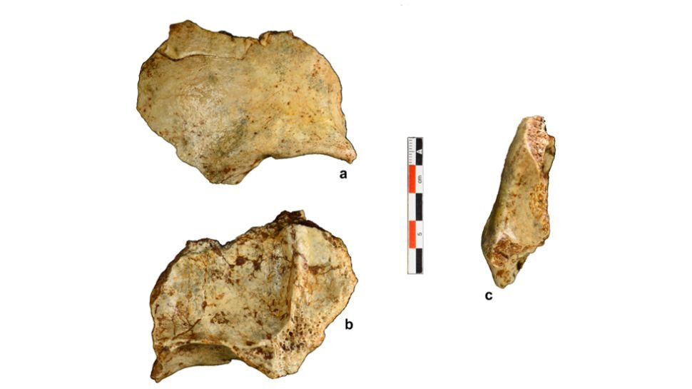 Click to enlarge Skull fragment from Tam Pà Ling in Laos