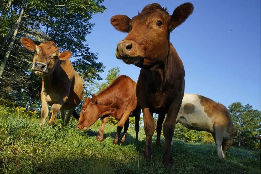 cow field