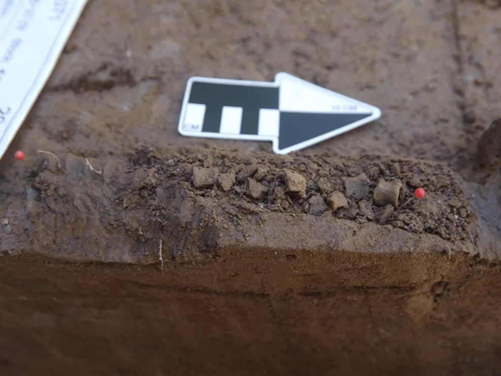 Click to enlarge Burbot vertebrae from the Mead site are lined up.