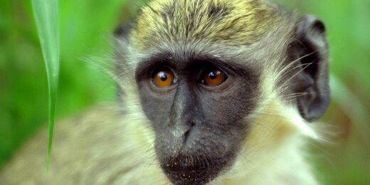 Green monkeys, you say? BioNTech's vaccine production facility was site of Marburg virus outbreak