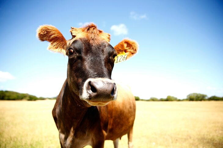 cow farm