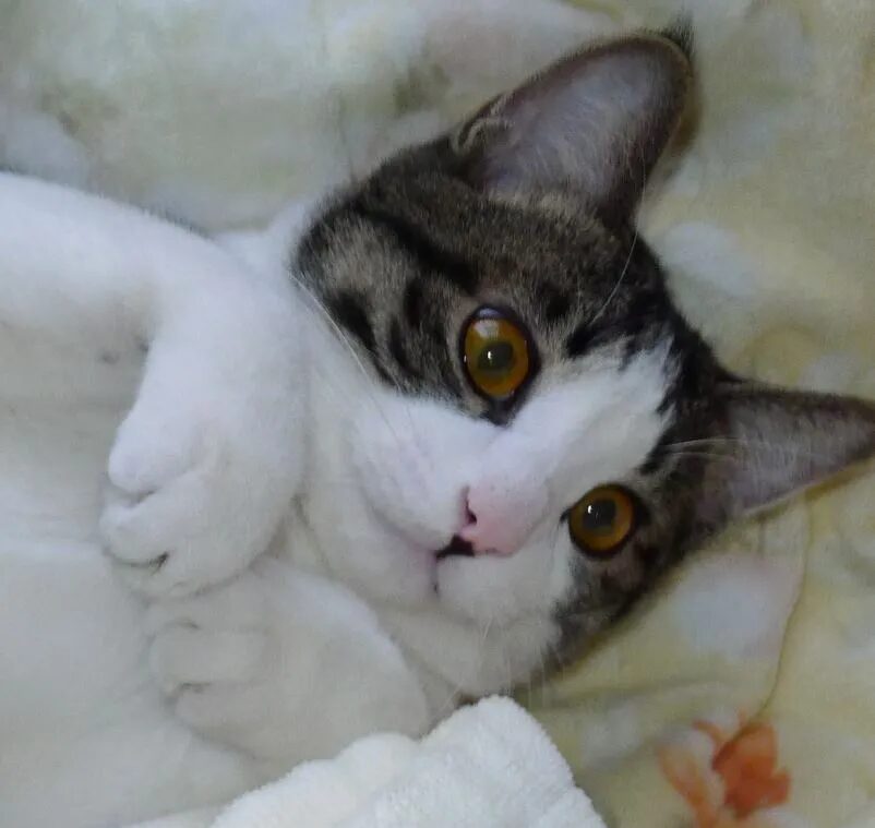 Click to enlarge Ichi the Cat