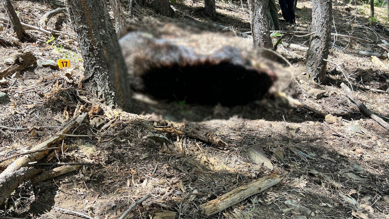 Click to enlarge Arizona Game and Fish Department officials believe the bear's aggression was a