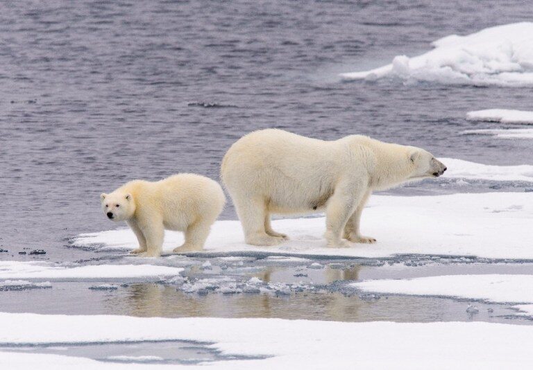 Click to enlarge polar bear