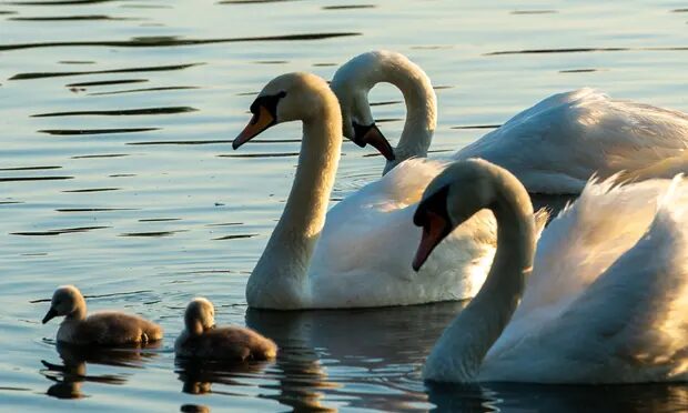 Click to enlarge swans cygnettes