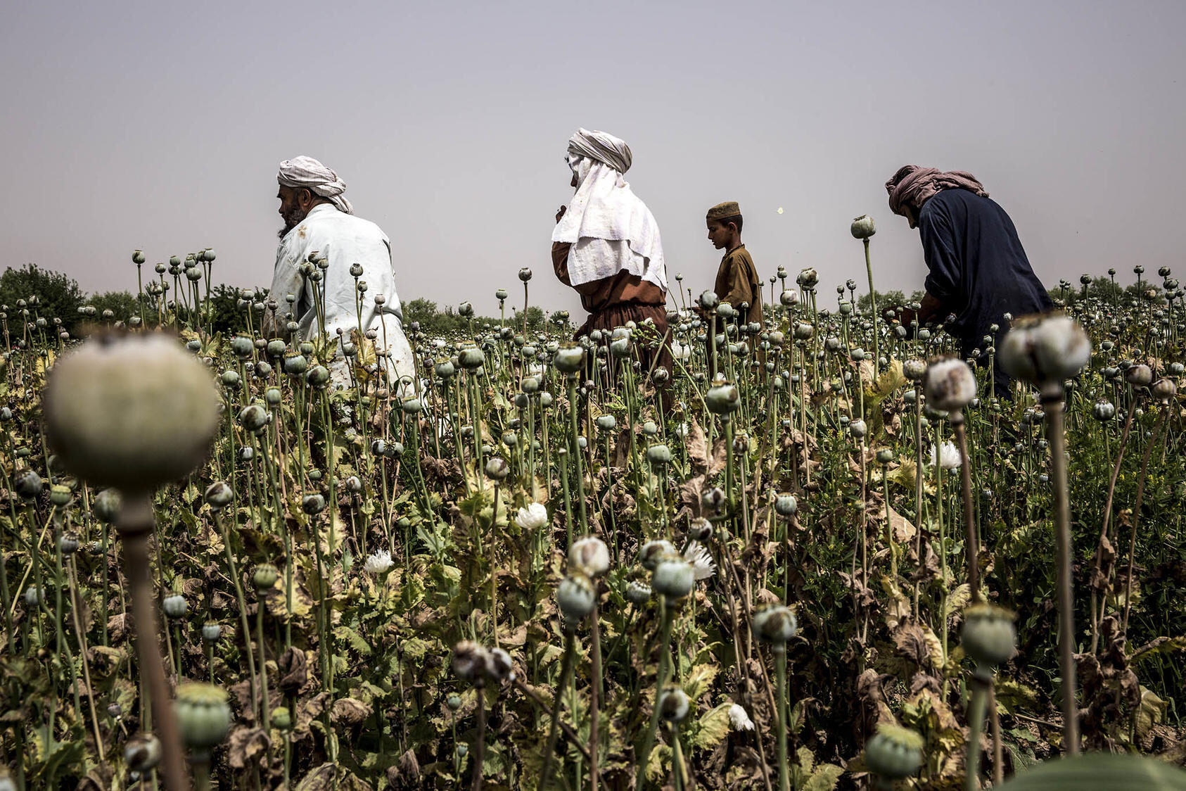 Click to enlarge Afghan farmer harvesting opium poppies