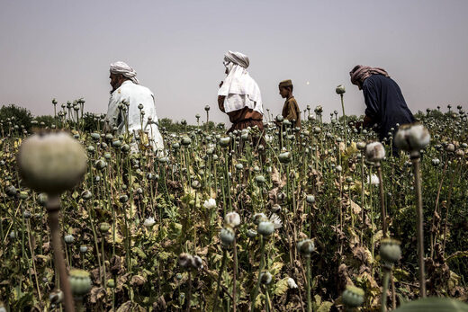 Click to enlarge Afghan farmer harvesting opium poppies
