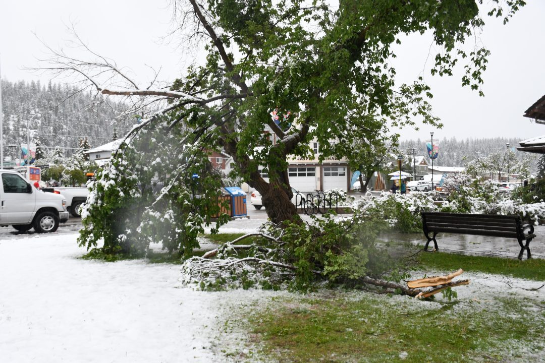 Click to enlarge Wet, heavy snow causes tree branches to break near the Visitor Information Centre on June 19, 2023.
