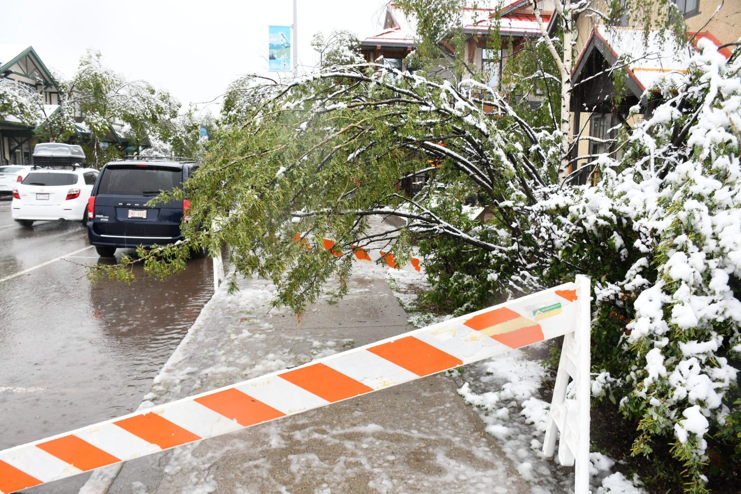 Click to enlarge A sidewalk is blocked off due to a downed tree on Patricia Street on June 19, 2023.