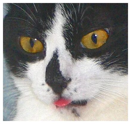 Jet the Cat