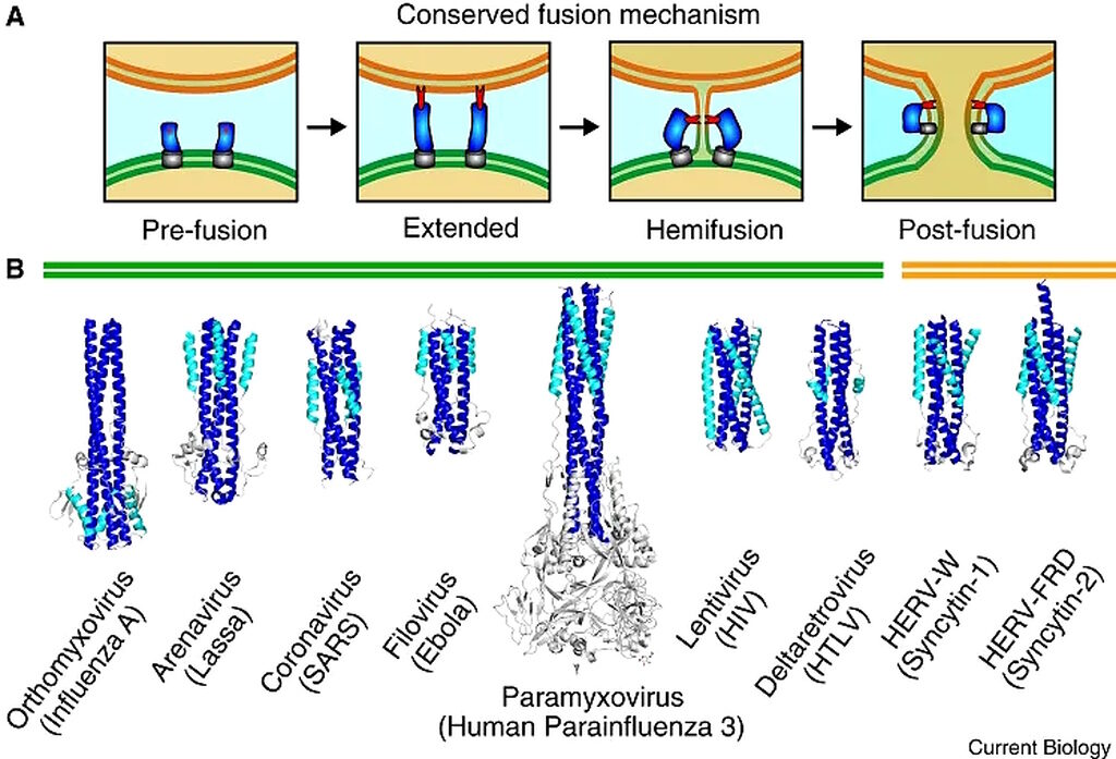 fusogen spike protein brain function