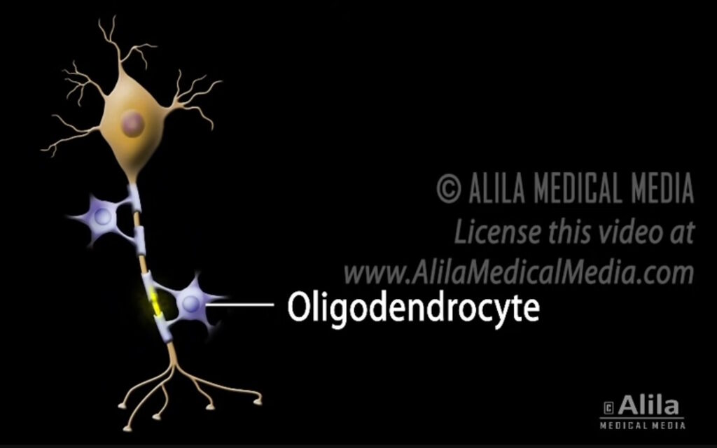 oligodendrocyte