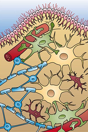 Click to enlarge glia cells