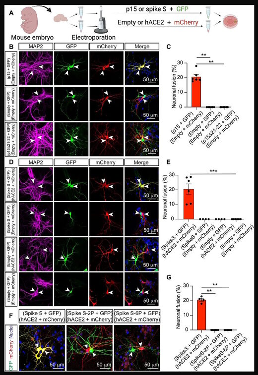 Click to enlarge mouse brain test spike protein
