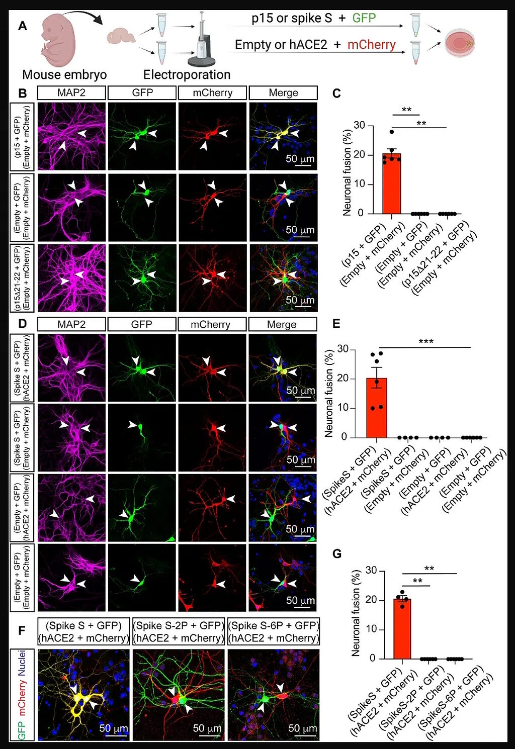 mouse brain test spike protein