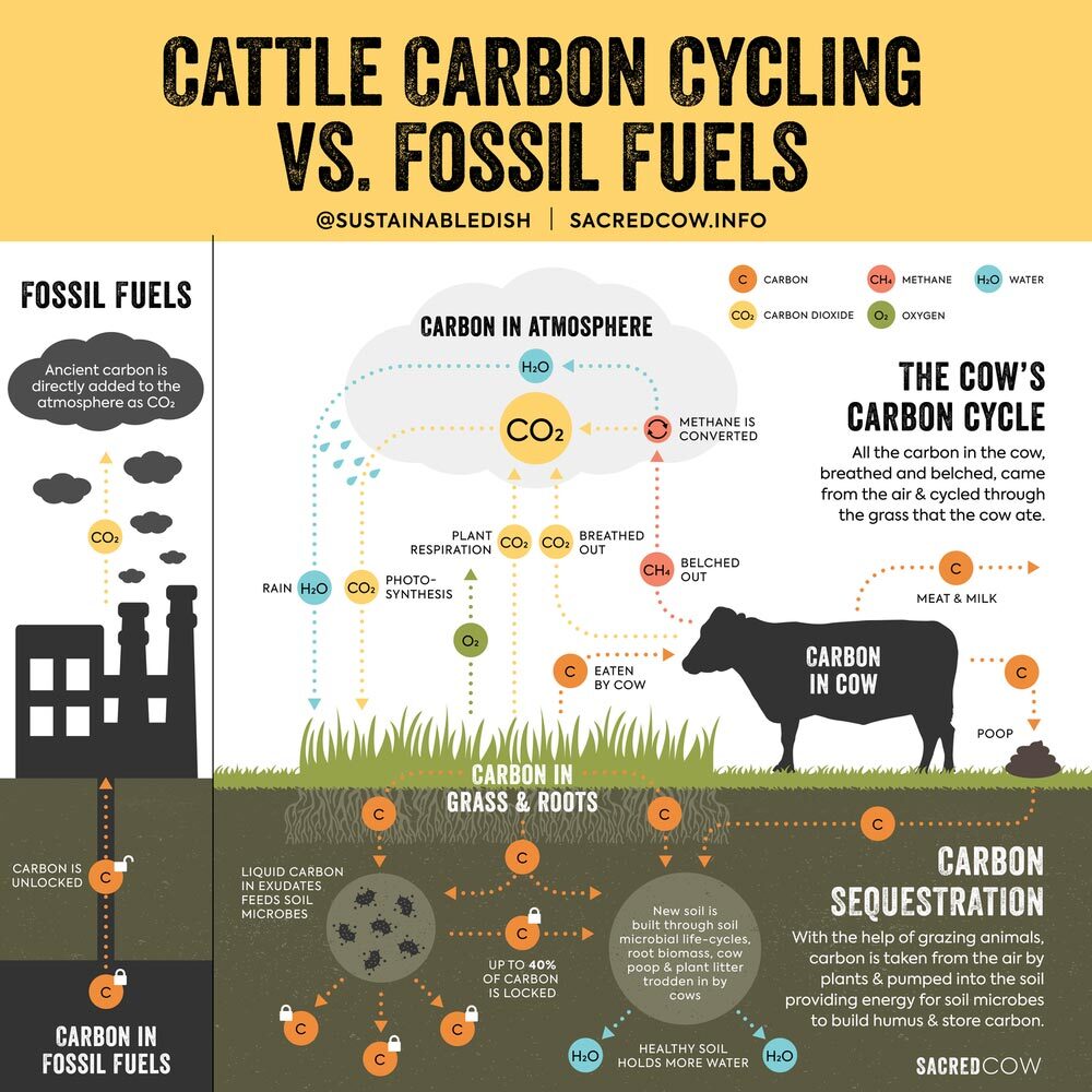 Click to enlarge cattle carbon cycling