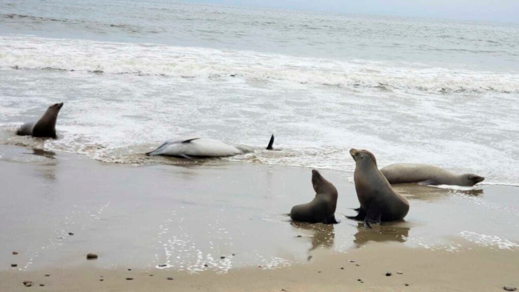 This image provided by Channel Islands Marine and Wildlife Institute, shows dead and injured marine mammals ashore on a beach in Santa Barbara County, Calif., on Tuesday, June 20th, 2023.