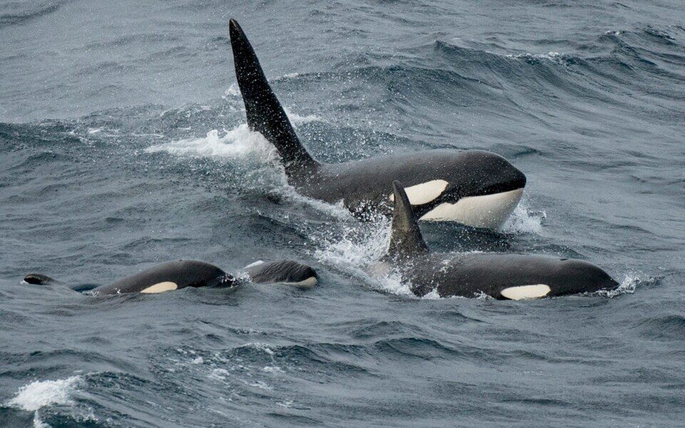 orca pod