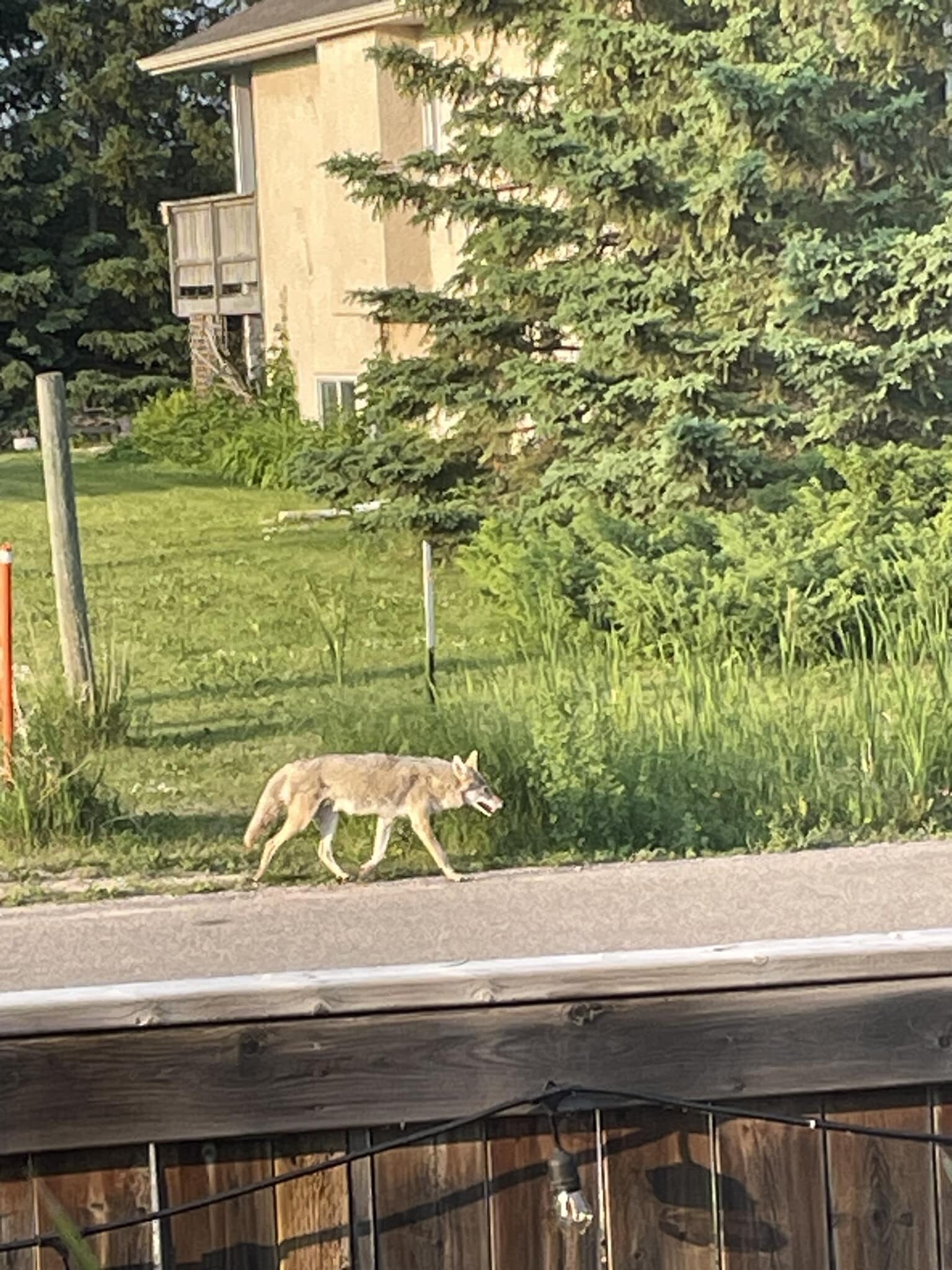 Police and witnesses say a coyote attacked a boy in Winnipeg's North Kildonan neighbourhood Saturday evening.