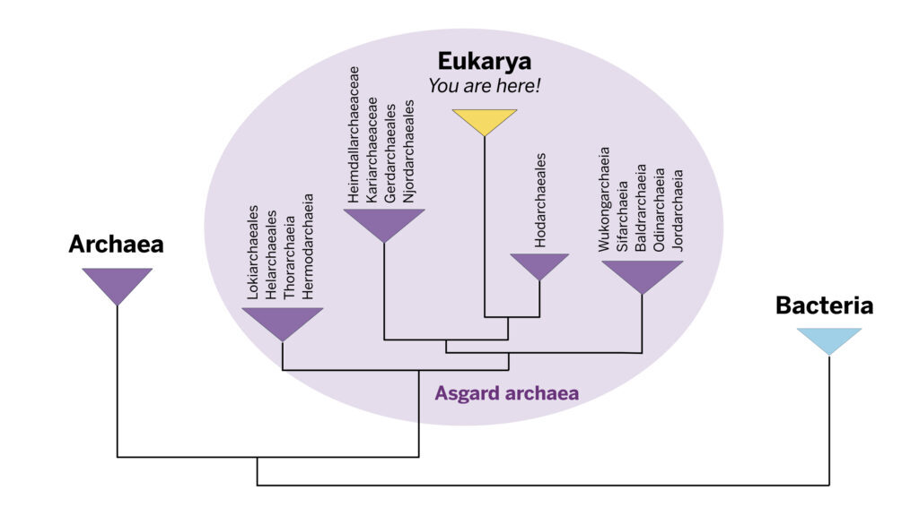 Eukaryotes Map