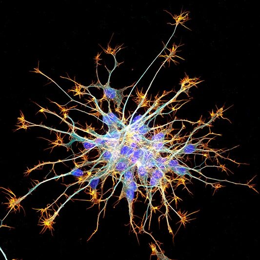 Neurons