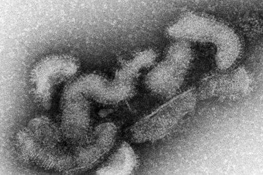 Oz virus