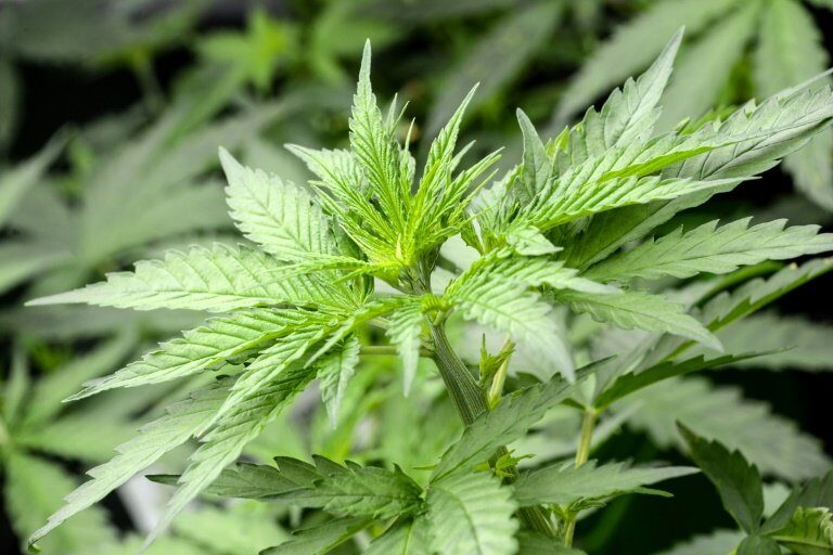cannabis