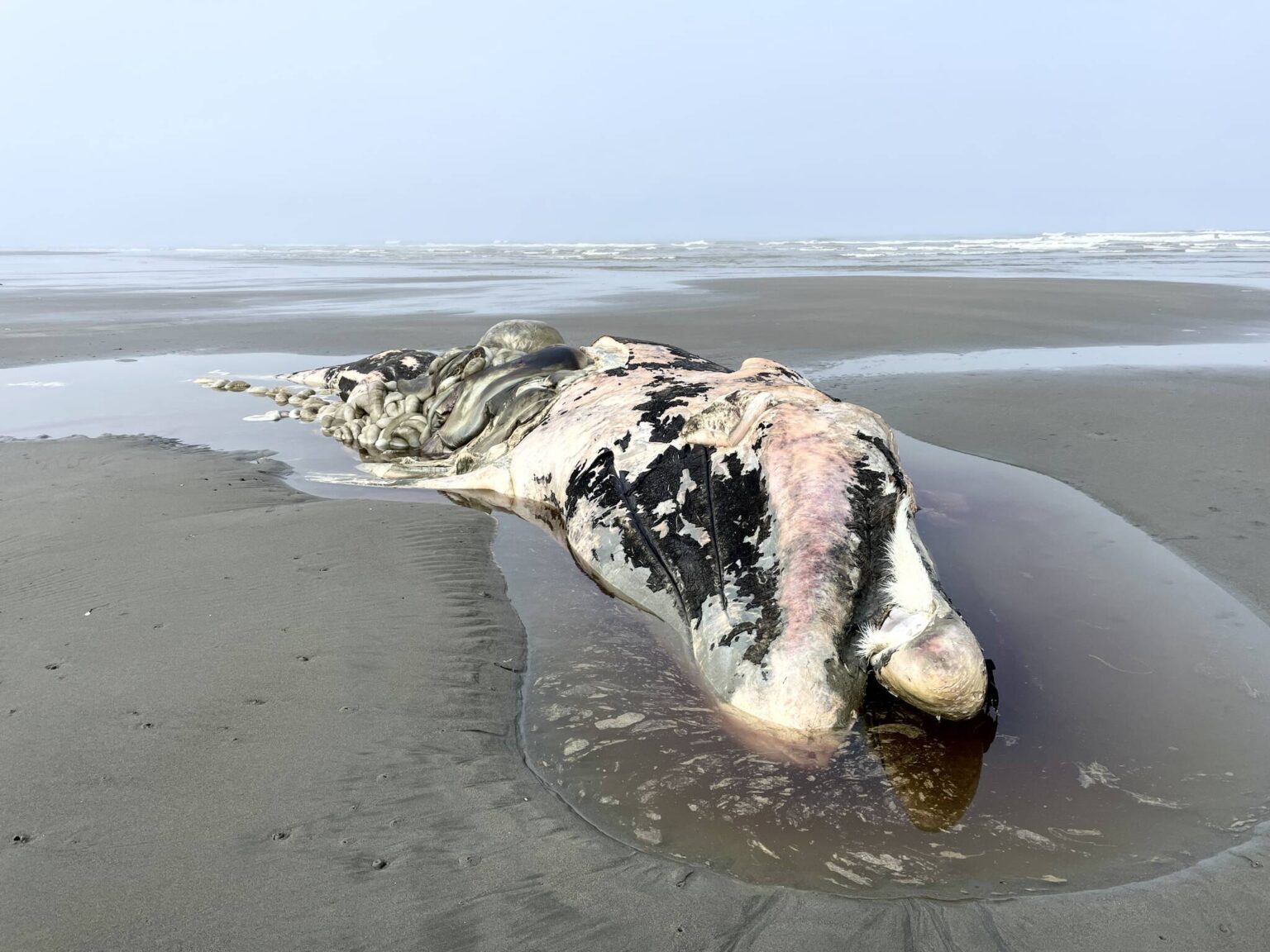 An adult gray whale washed ashore north of Ocean Shores late last week.