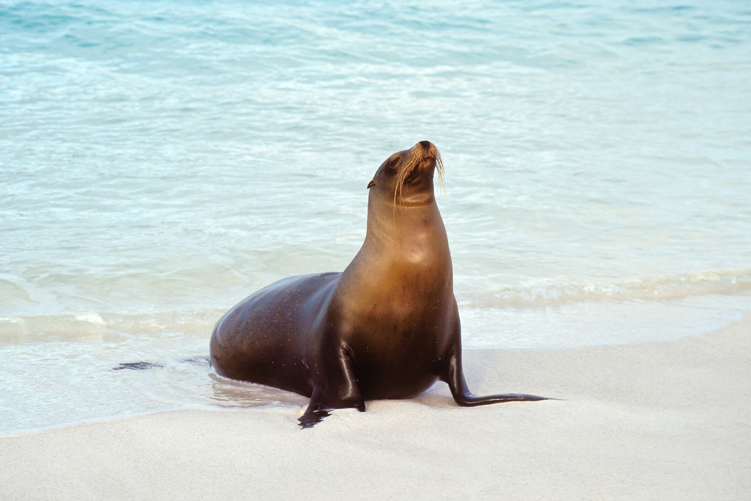Beachgoers Warned About 'Aggressive' Algae-Poisoned Sea Lions