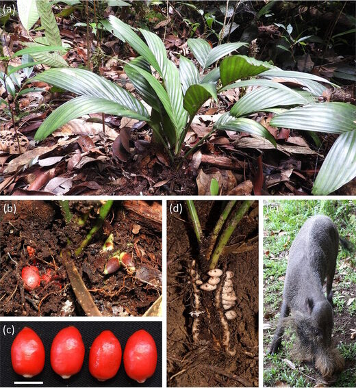 Click to enlarge palm flower underground fruit