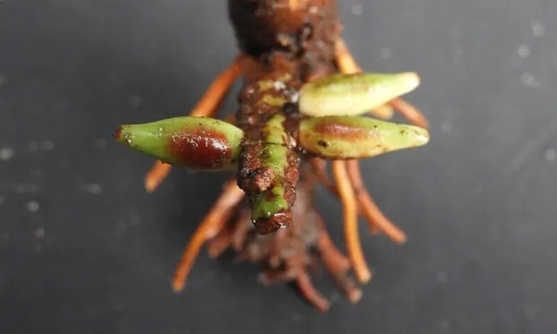 rare palm tree flower fruit underground indonesia
