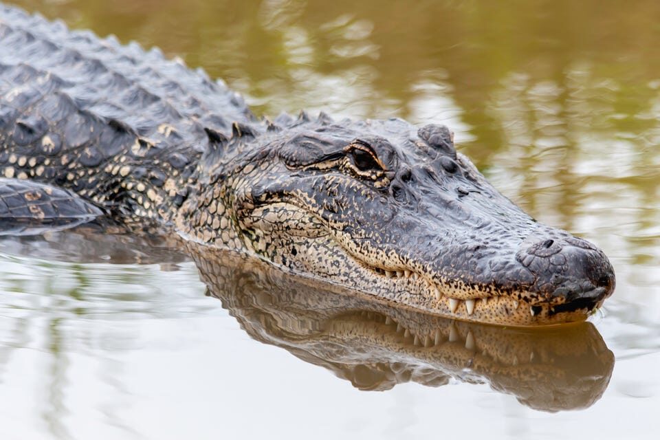 Click to enlarge An American alligator swimming in a swamp.