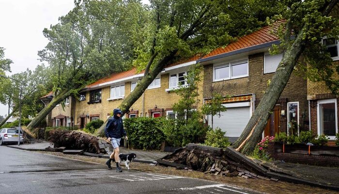 A man walks his dog by uprooted trees following