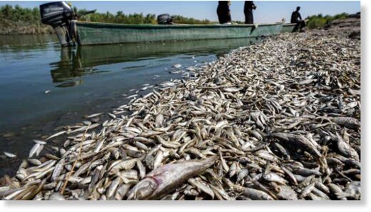 Fishermen stand in a boat as they inspect thousands of dead fish floating by the bank of the Amshan river, which draws its water from the Tigris, in Iraq's southeastern Maysan governorate.